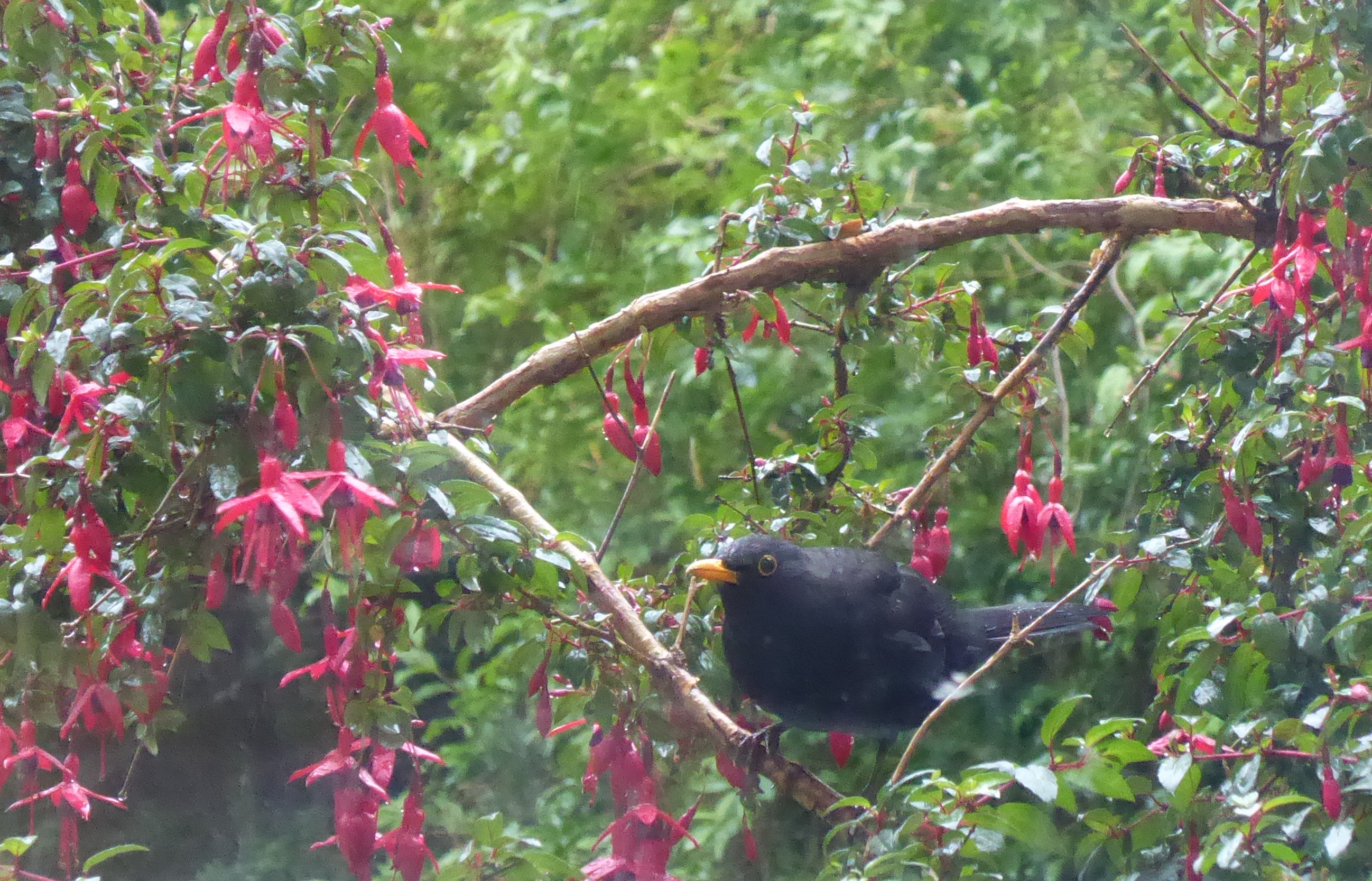 blackbird in the fuschia